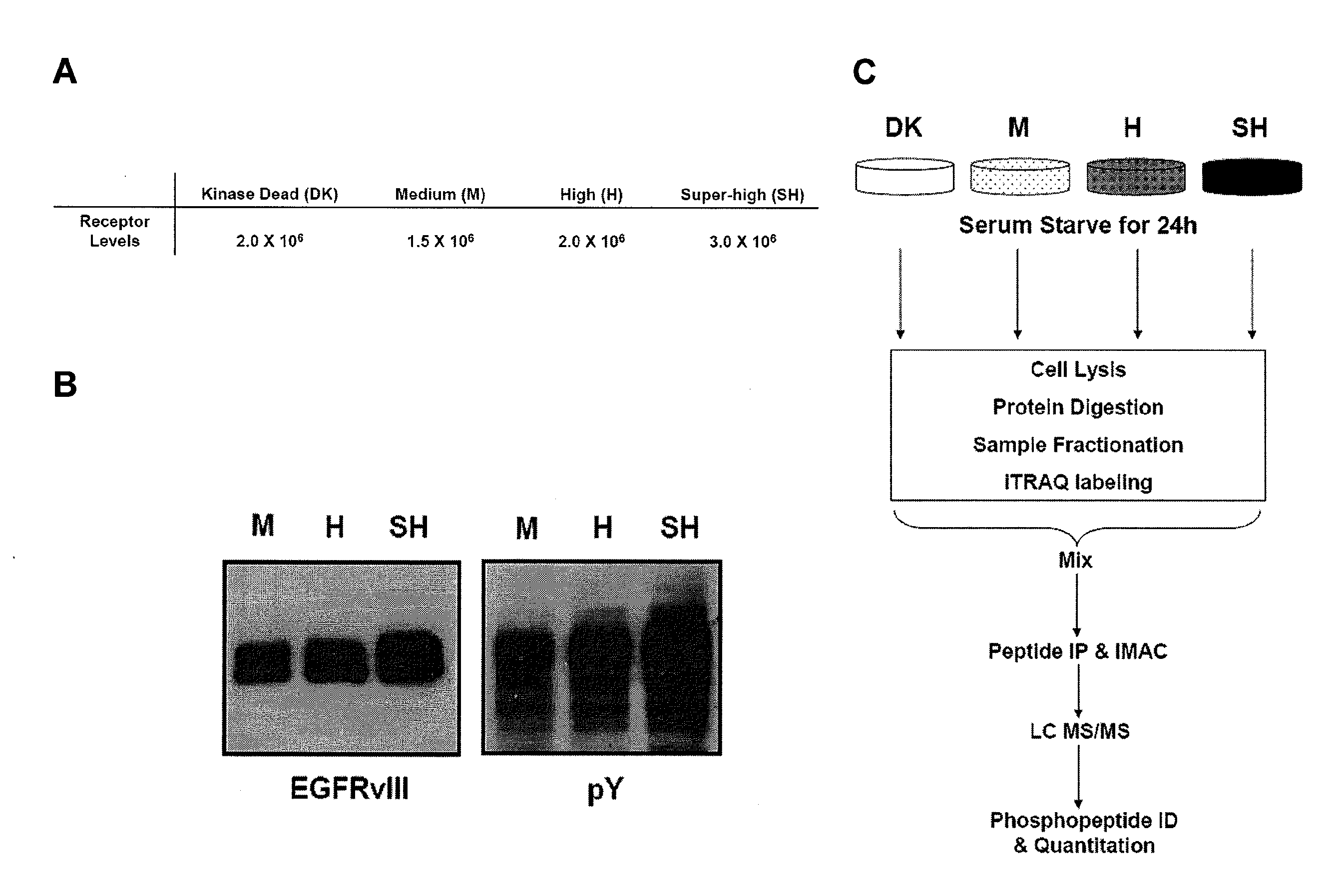 Methods for treating cancers associated with constitutive EGFR signaling