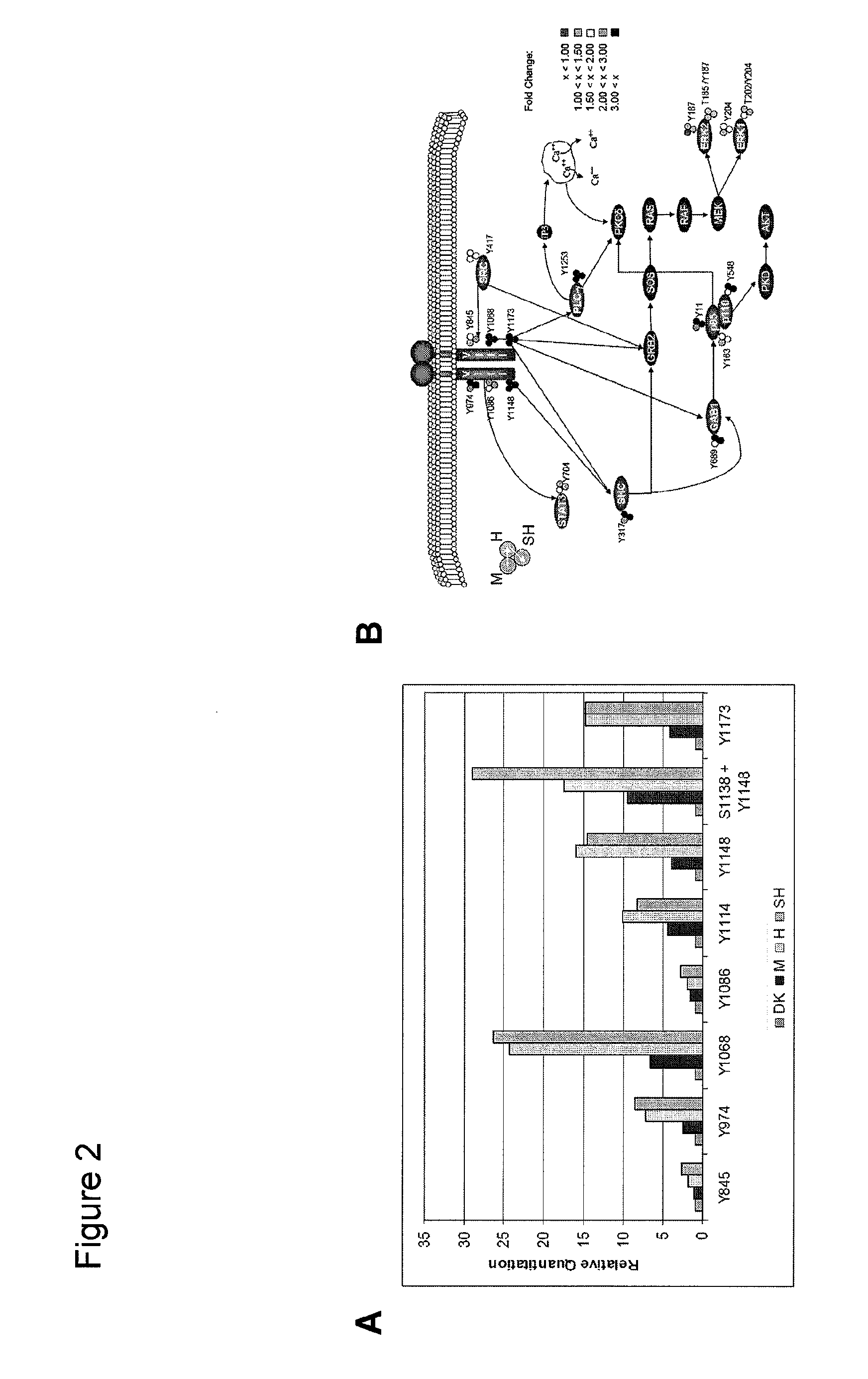 Methods for treating cancers associated with constitutive EGFR signaling