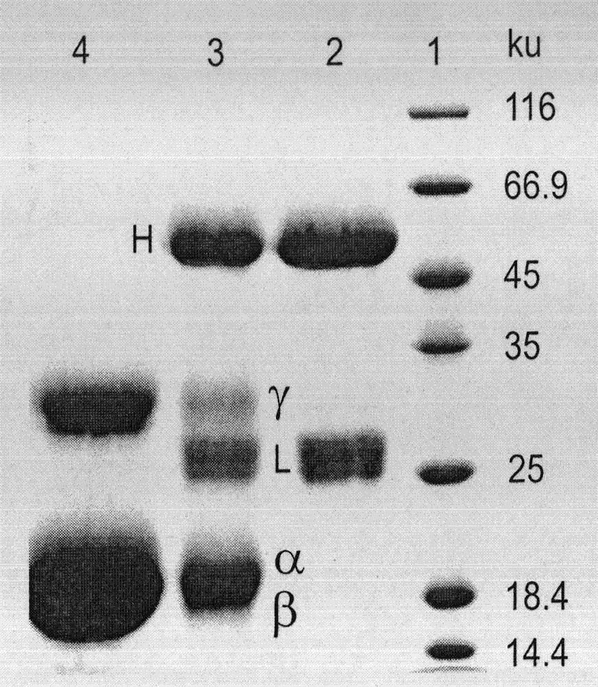 Preparation method of fluorescence antibody for detecting Newcastle disease virus and solid-phase immunofluorescence detection assay kit