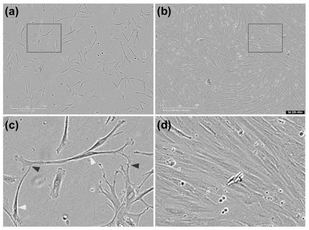 A Gift Tilapia Brain Neural Cell Line, Transfection Method, Culture Method and Application