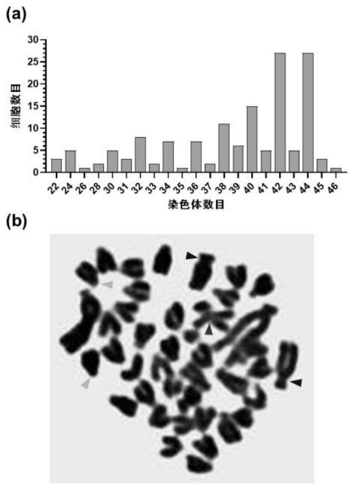 A Gift Tilapia Brain Neural Cell Line, Transfection Method, Culture Method and Application