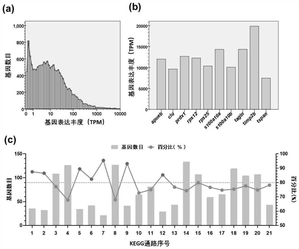 A Gift Tilapia Brain Neural Cell Line, Transfection Method, Culture Method and Application