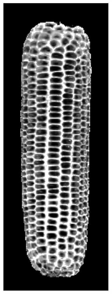 Automatic detection method of row number based on corn ear symmetry