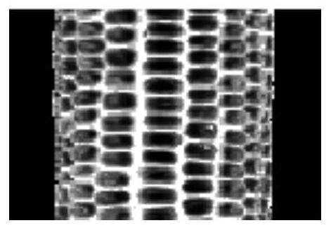 Automatic detection method of row number based on corn ear symmetry