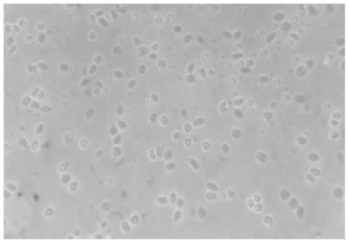 Method for culturing primary gill cells of takifugu obscurus