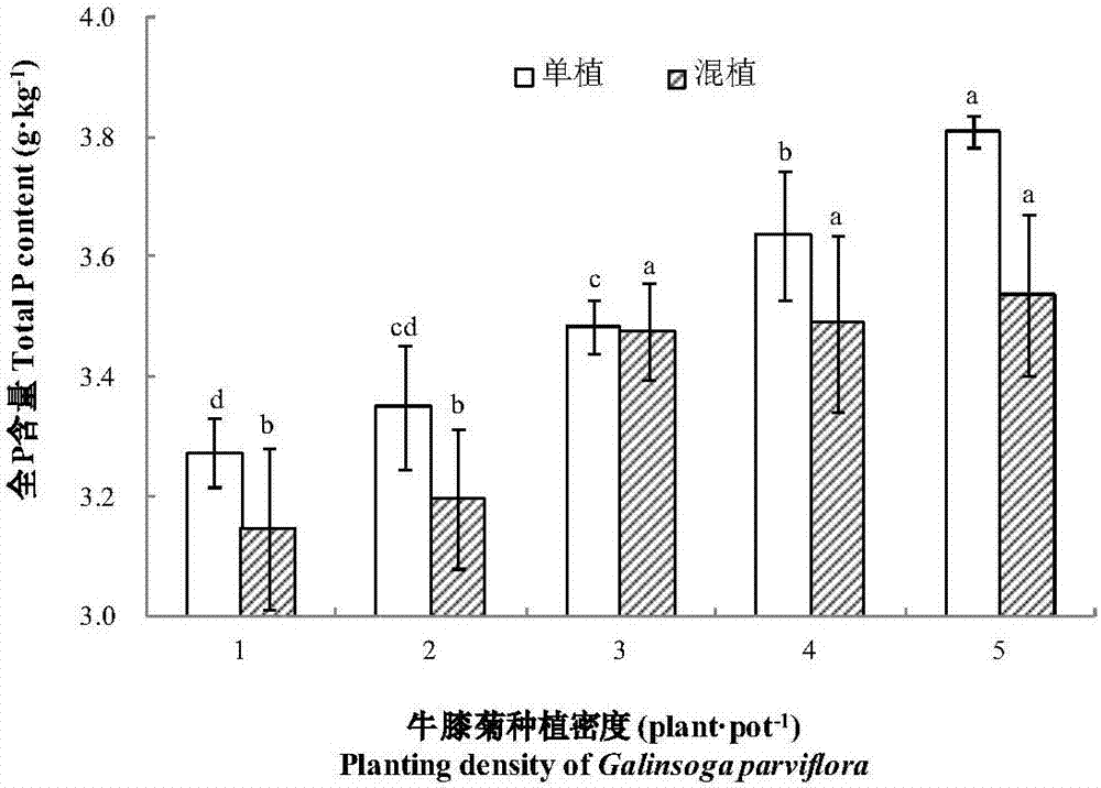 Mixed cropping method of galinsoga parviflora with different densities and leafy vegetable kind lettuce under cadmium stress