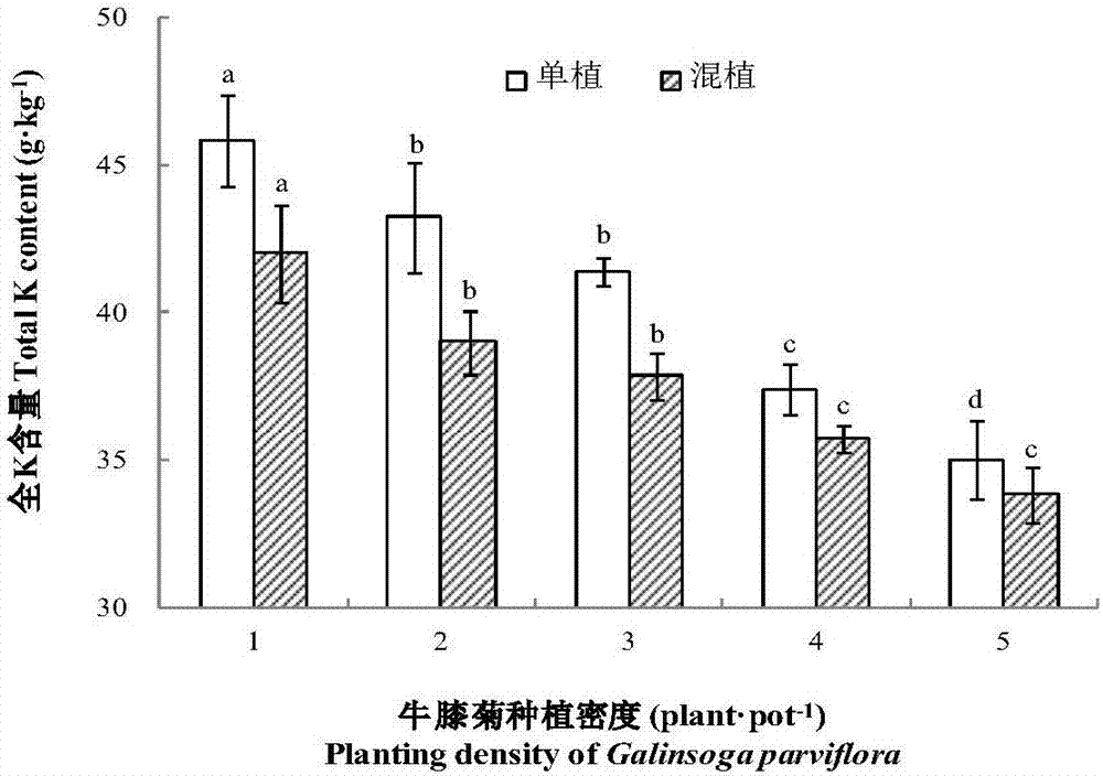 Mixed cropping method of galinsoga parviflora with different densities and leafy vegetable kind lettuce under cadmium stress