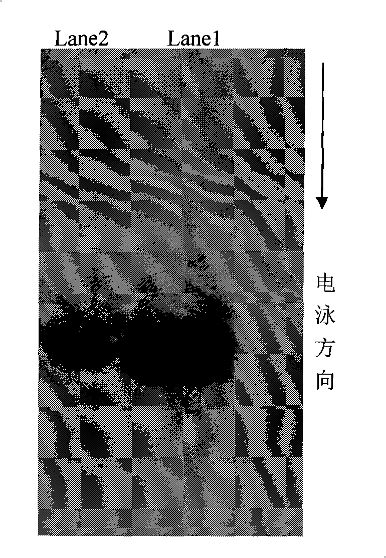 Mono-modified polyethyleneglycol-insulin complexes and preparation method thereof