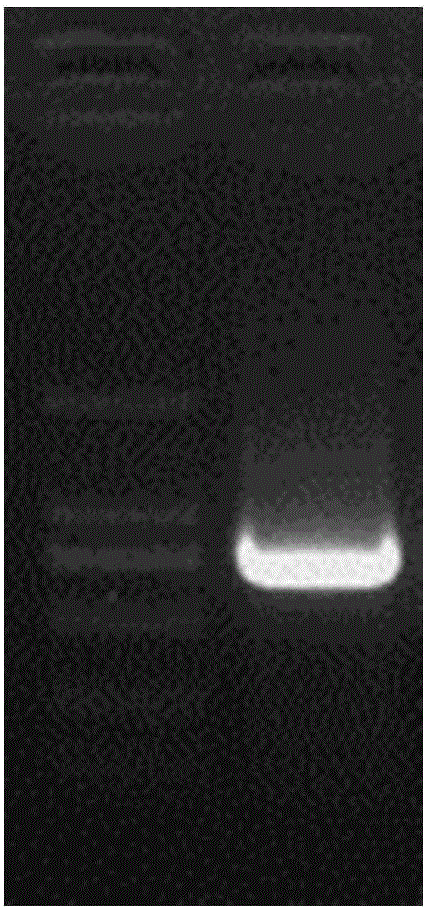 Expression vector of Cap protein of porcine circovirus (PCV) 2 as well as construction method and application thereof