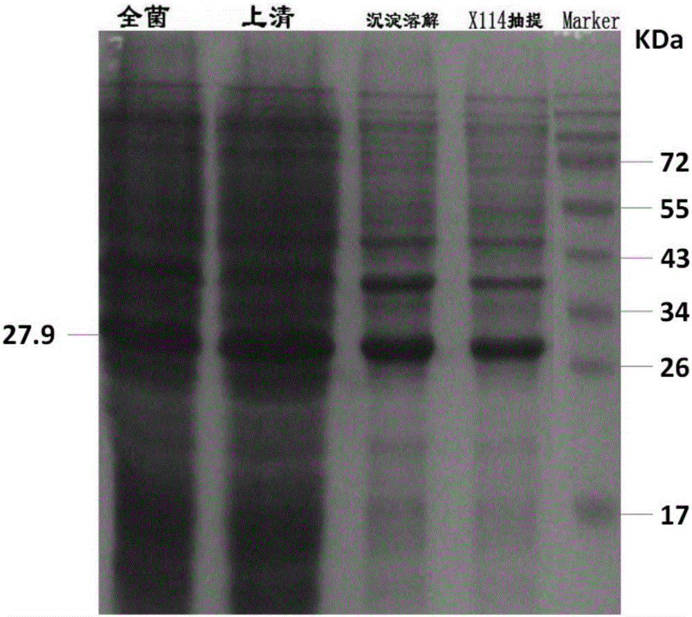 Expression vector of Cap protein of porcine circovirus (PCV) 2 as well as construction method and application thereof