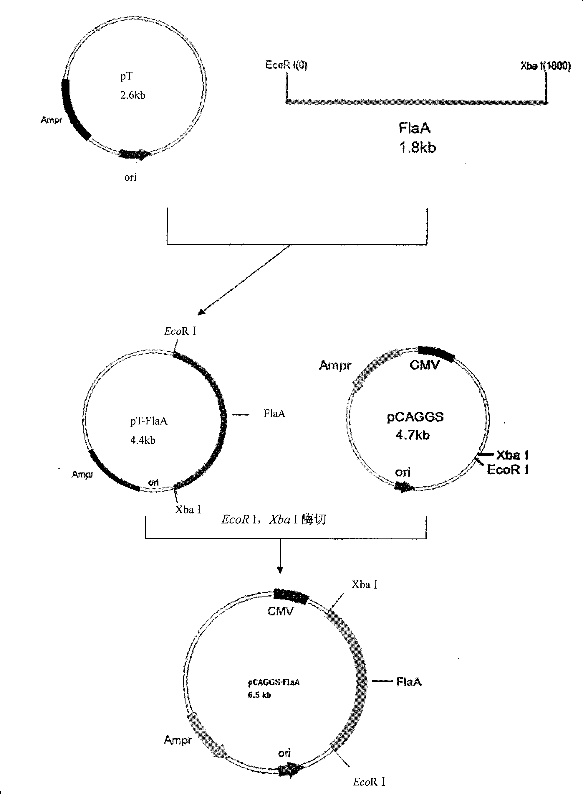 Campylobacter jejuni chitose nano DNA vaccine and preparation method and use thereof