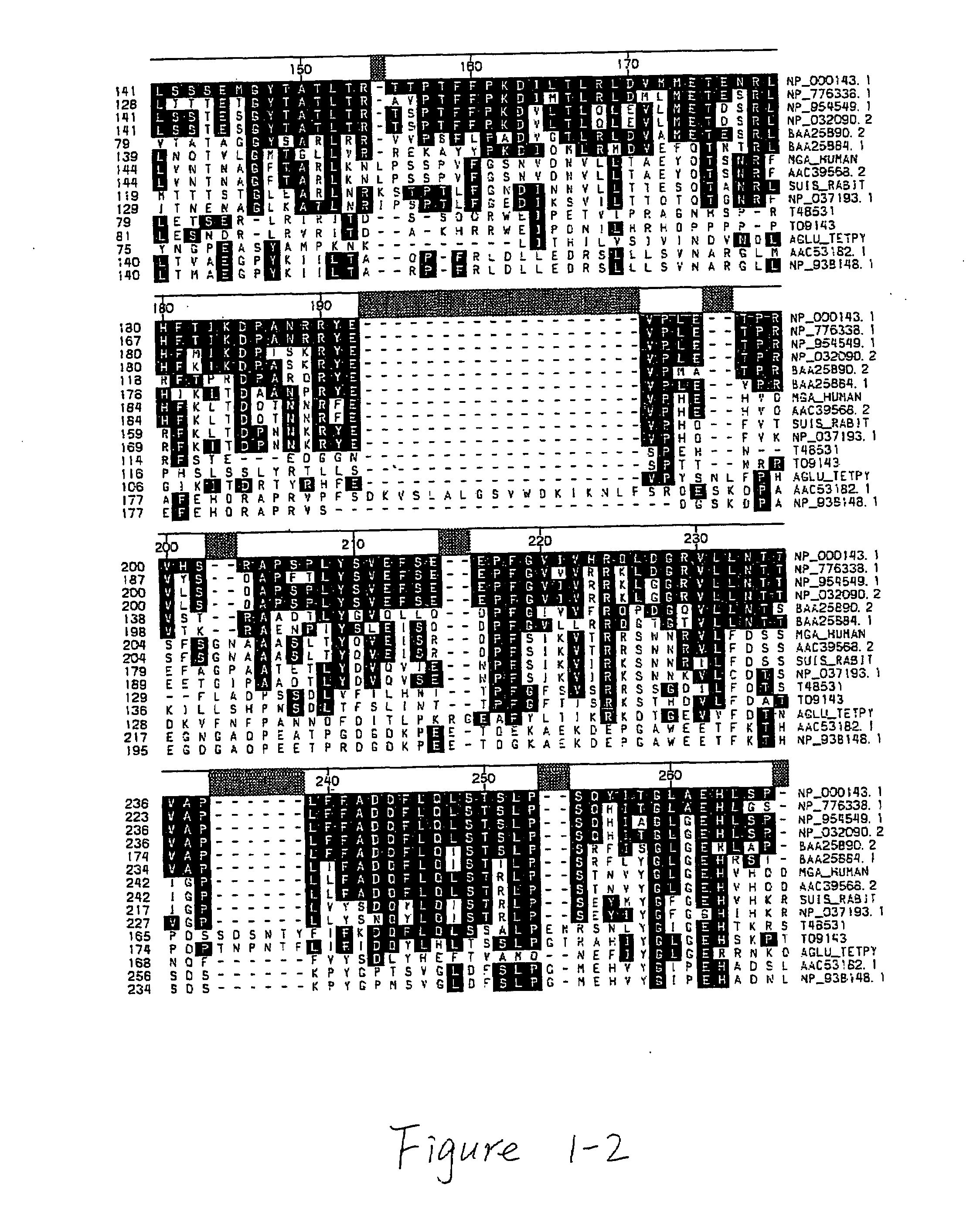 Acid alpha-glucosidase and fragments thereof