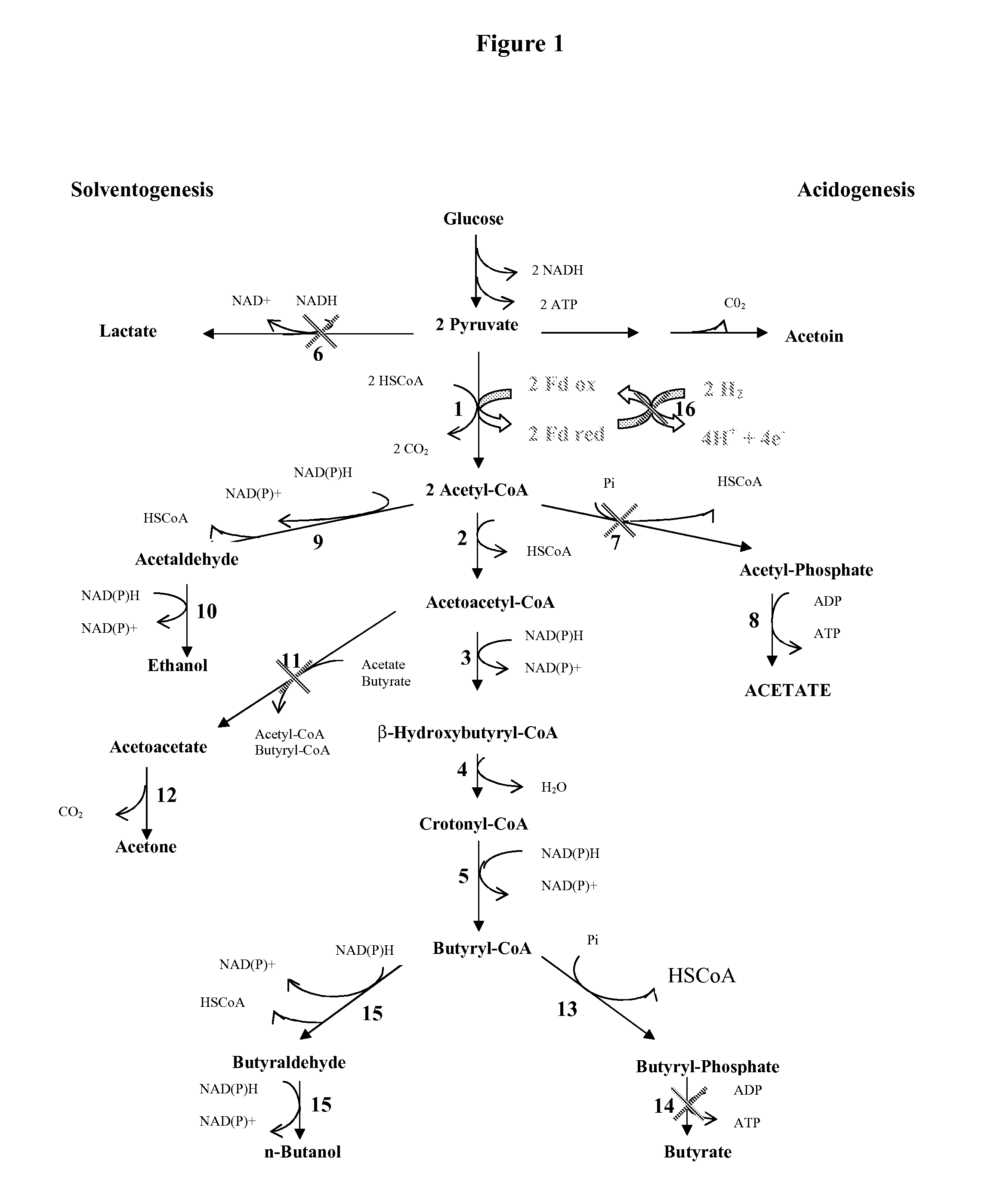 PROCESS FOR THE BIOLOGICAL PRODUCTION OF n-BUTANOL WITH HIGH YIELD