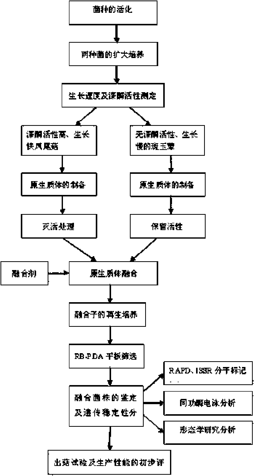 Hypsizigus marmoreus and method for establishing laccase transfer system in breeding thereof