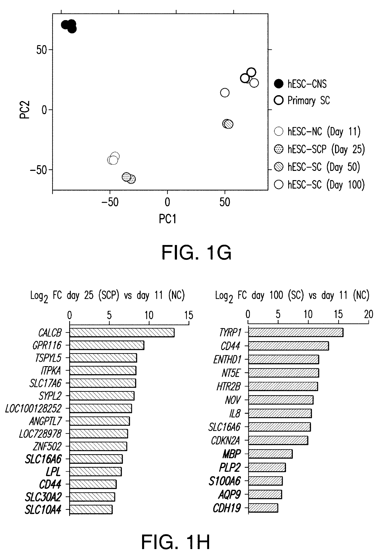 Stem cell-derived schwann cells