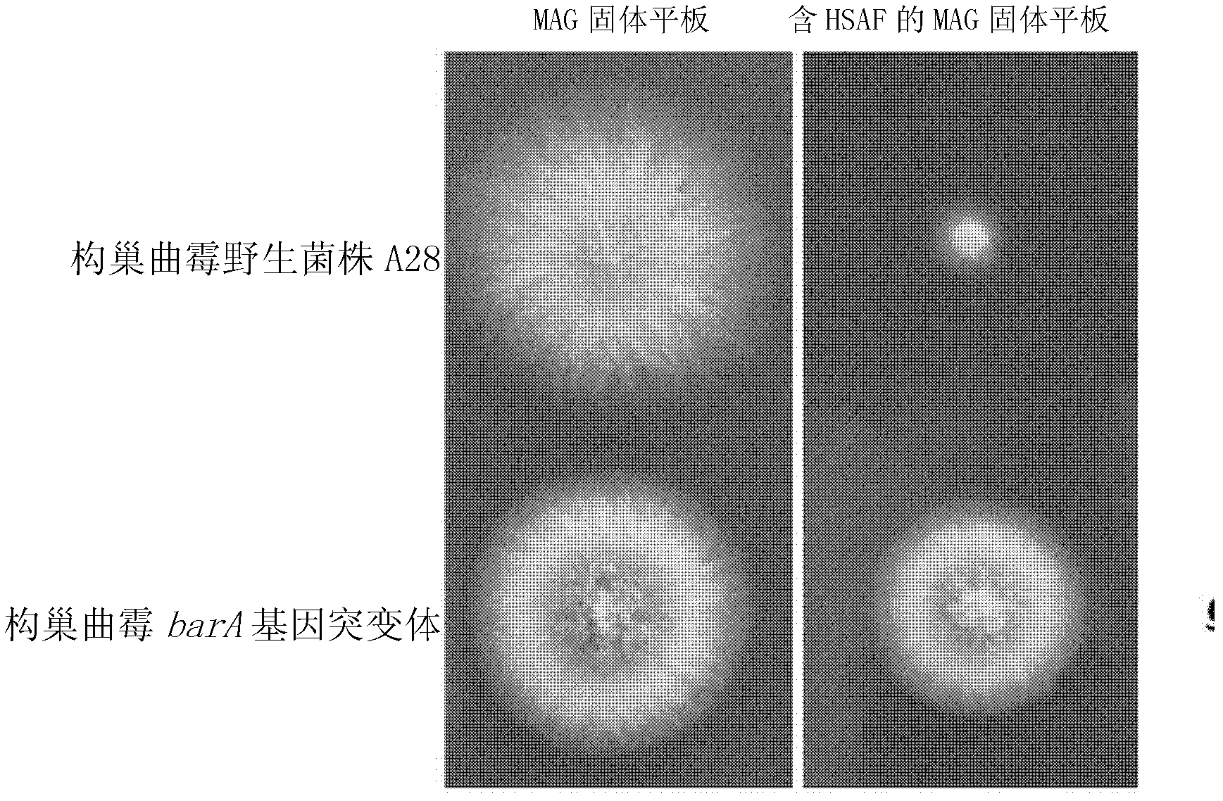 Method for screening antifungal substance acting on glucosylceramide as target