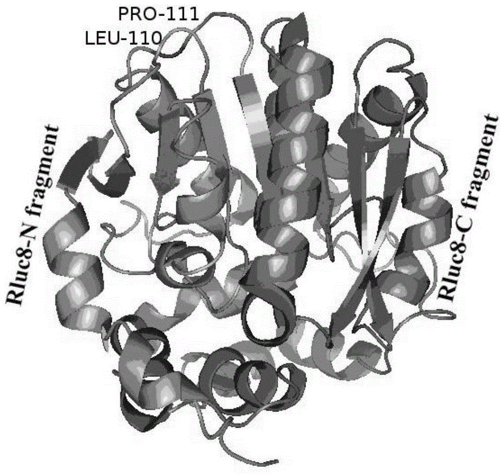 Luciferase complementary quantum dot biosensor as well as construction method and application thereof