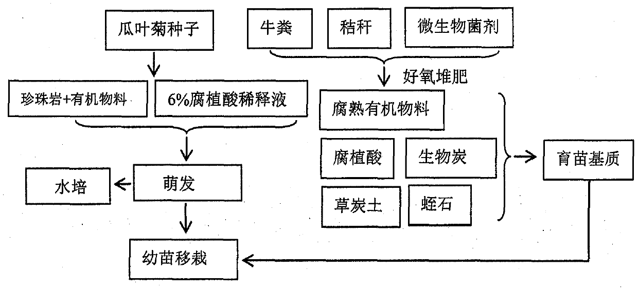 Culture medium and culture method to promote growth of Pericallis hybrida