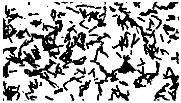 Bacillus coagulans BC99 and screening method thereof