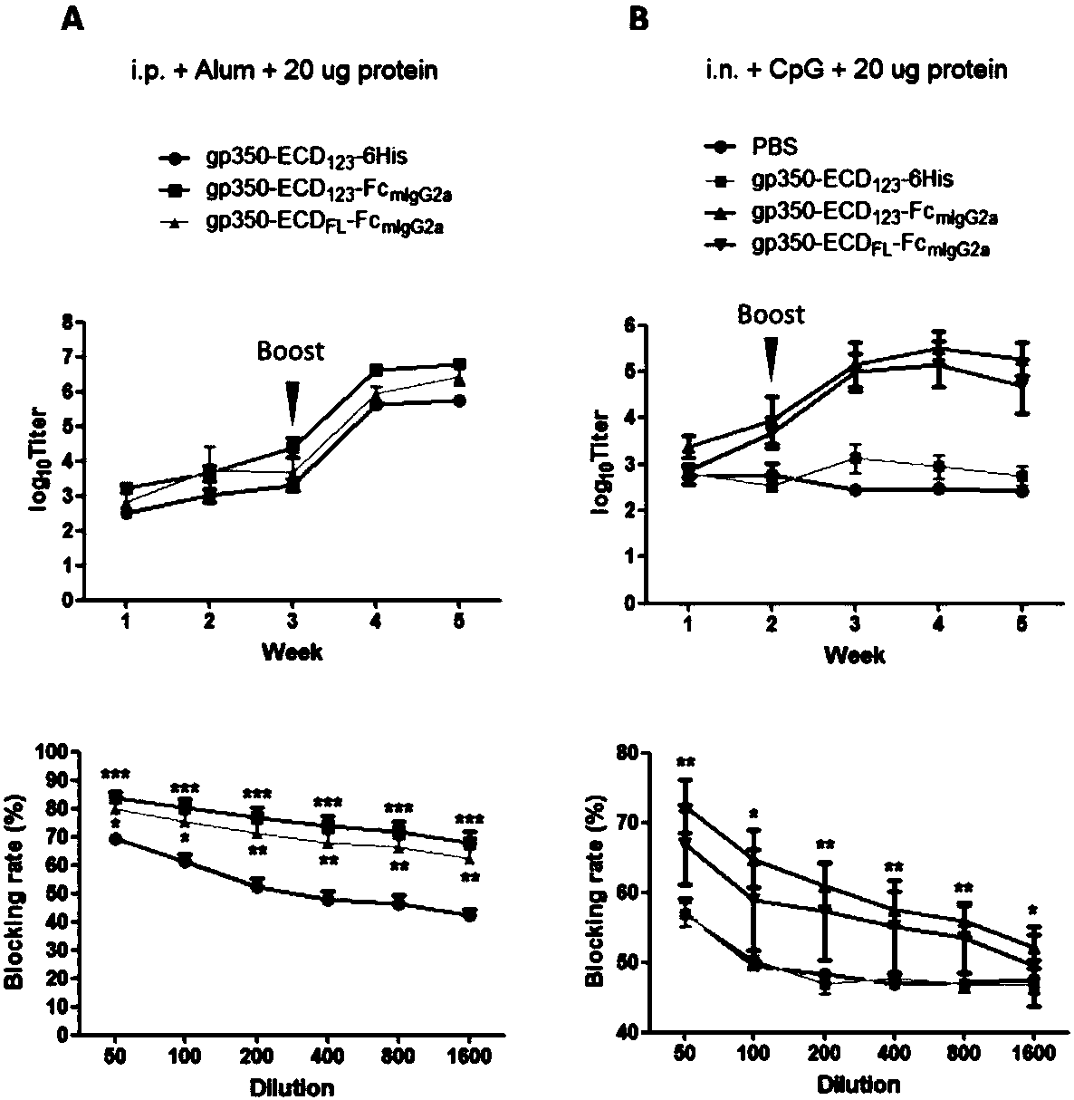 Fusion protein comprising Fc domain of IgG and extracellular domain of EB virus envelope glycoprotein