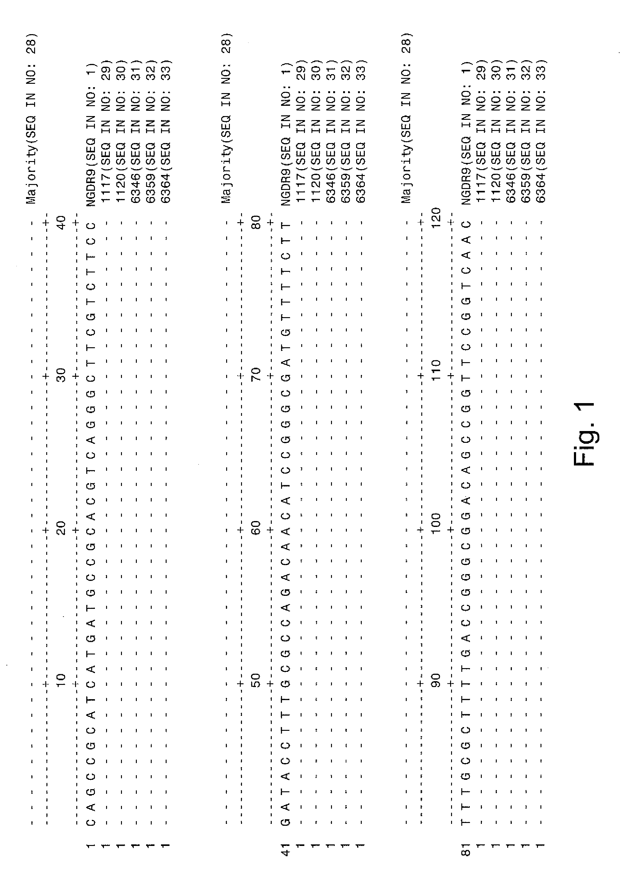 Reagents and methods for detecting neisseria gonorrhoeae