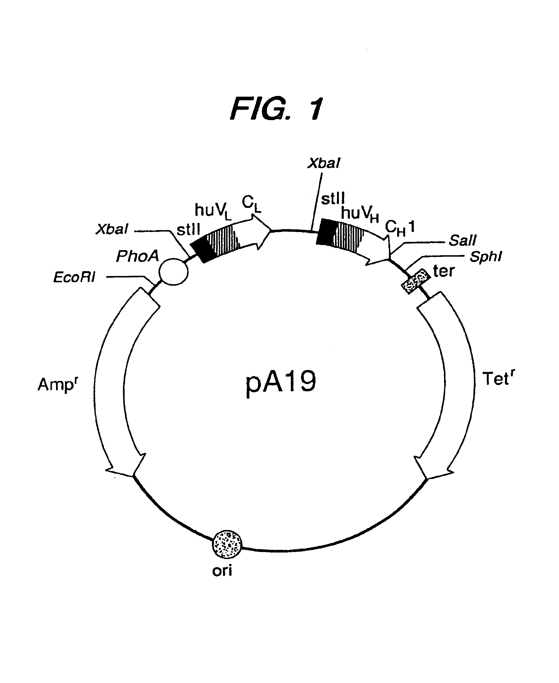 Expression of functional antibody fragments