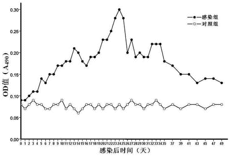 Method for detecting trichinella circulating antigen by utilizing IgY-McAb sandwich ELISA (enzyme-linked immuno sorbent assay)