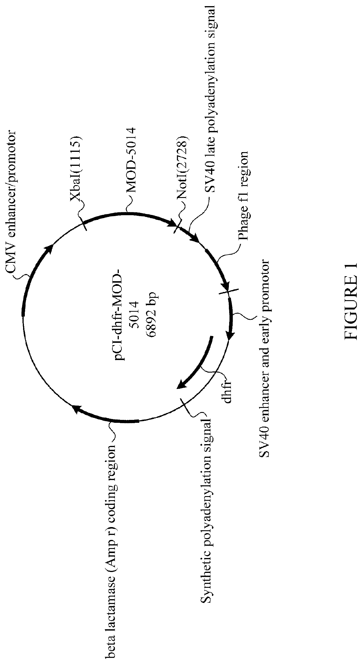 Long-acting coagulation factors and methods of producing same