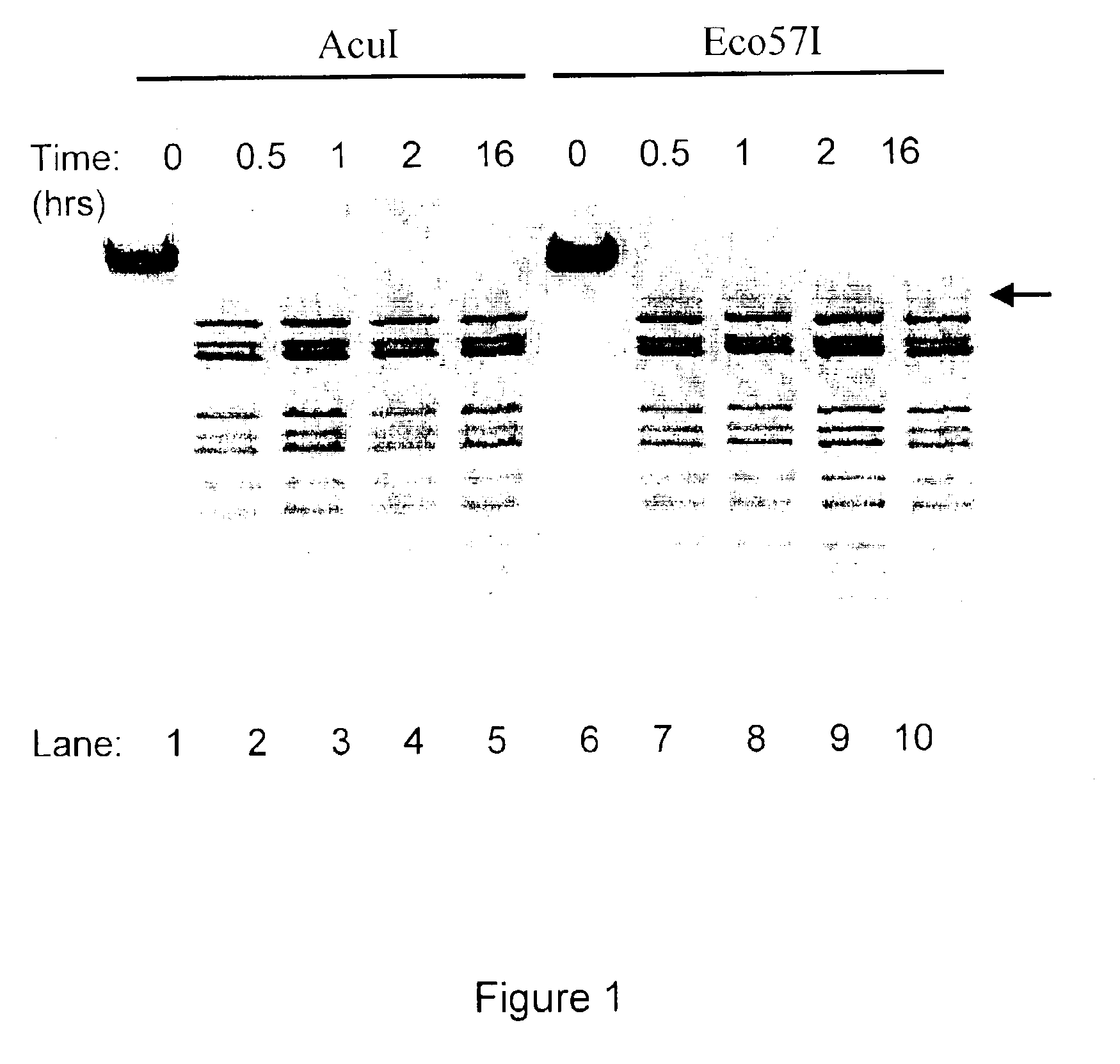 Method for cloning and expression of AcuI restriction endonuclease and AcuI methylase in E. coli 