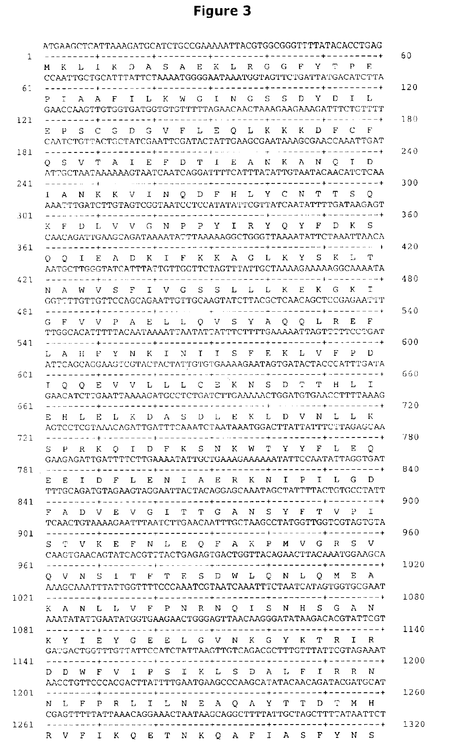 Method for cloning and expression of AcuI restriction endonuclease and AcuI methylase in E. coli 