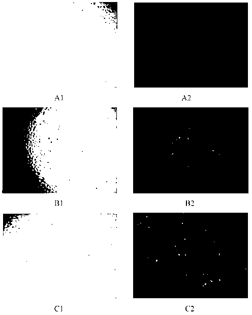 Preparation method of polycationic liposome/calcium phosphate nanoparticle drug delivery vector