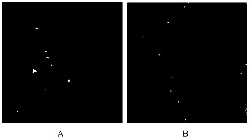 Preparation method of polycationic liposome/calcium phosphate nanoparticle drug delivery vector