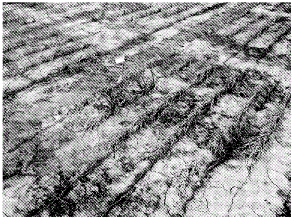 Methods and compositions to produce rice resistant to ACCase inhibitors