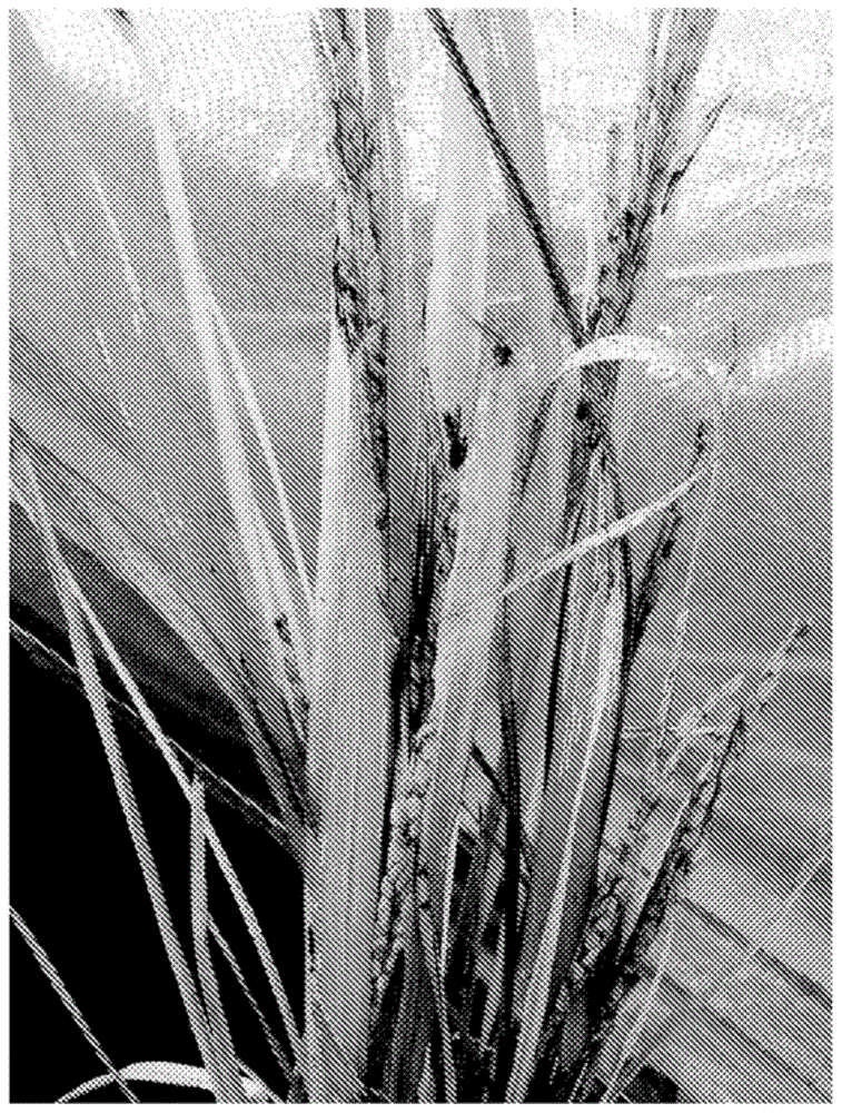 Methods and compositions to produce rice resistant to ACCase inhibitors