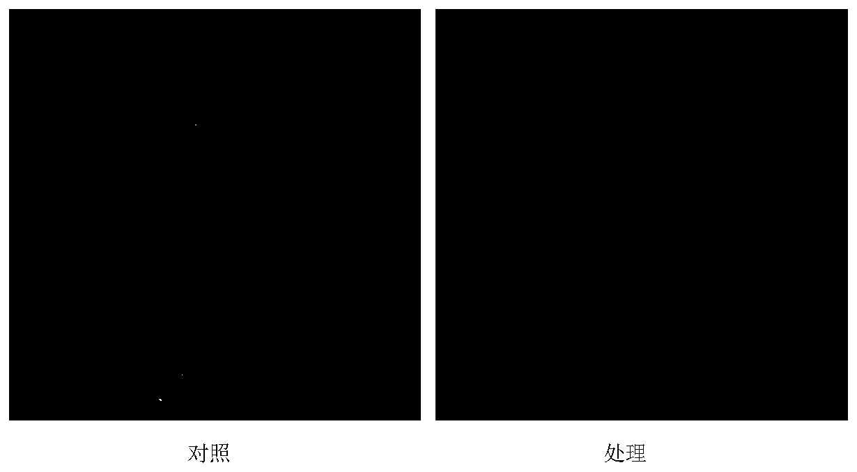 A strain of Pseudomonas aeruginosa xcs007 and its application in the control of tobacco black shank