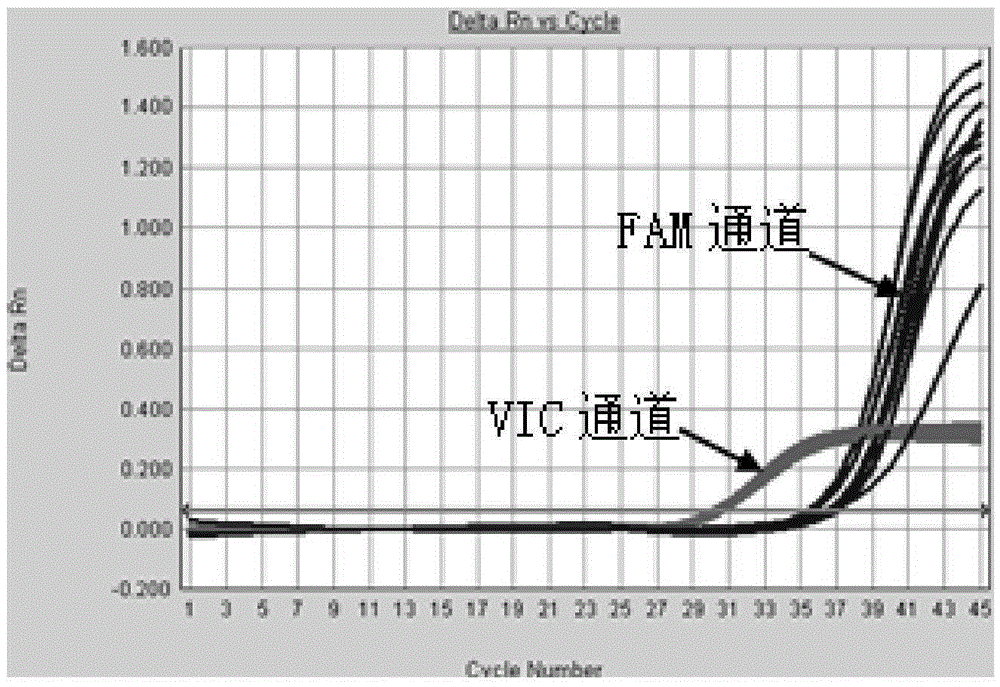 Fluorescent PCR detecting kit for V600E mutation of BRAF gene