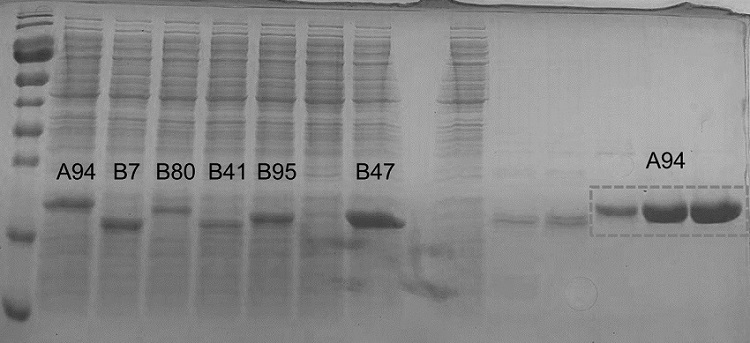 Anti-CEACAM5 nanometer antibody