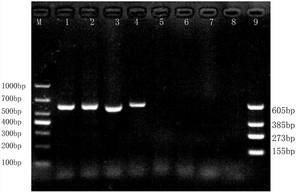 Multiple PCR detection primer groups for dairy cow mammitis pathogenic bacterium and application of multiple PCR detection primer groups