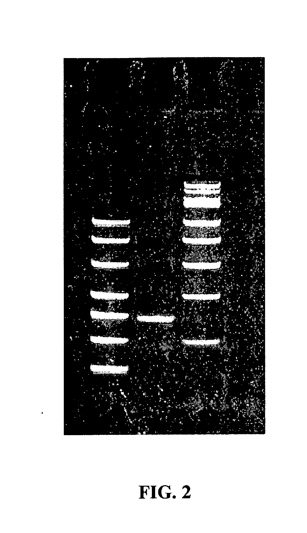 Methods for cloning small RNA species