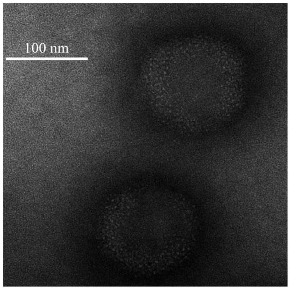 Carbon dot with rosmarinic acid as carbon source and preparation method and application thereof