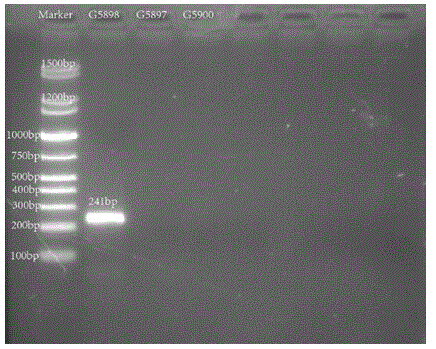 Nucleotides specific to Hafnia alveibifermentans G58097, G5898 and G5900 and their application