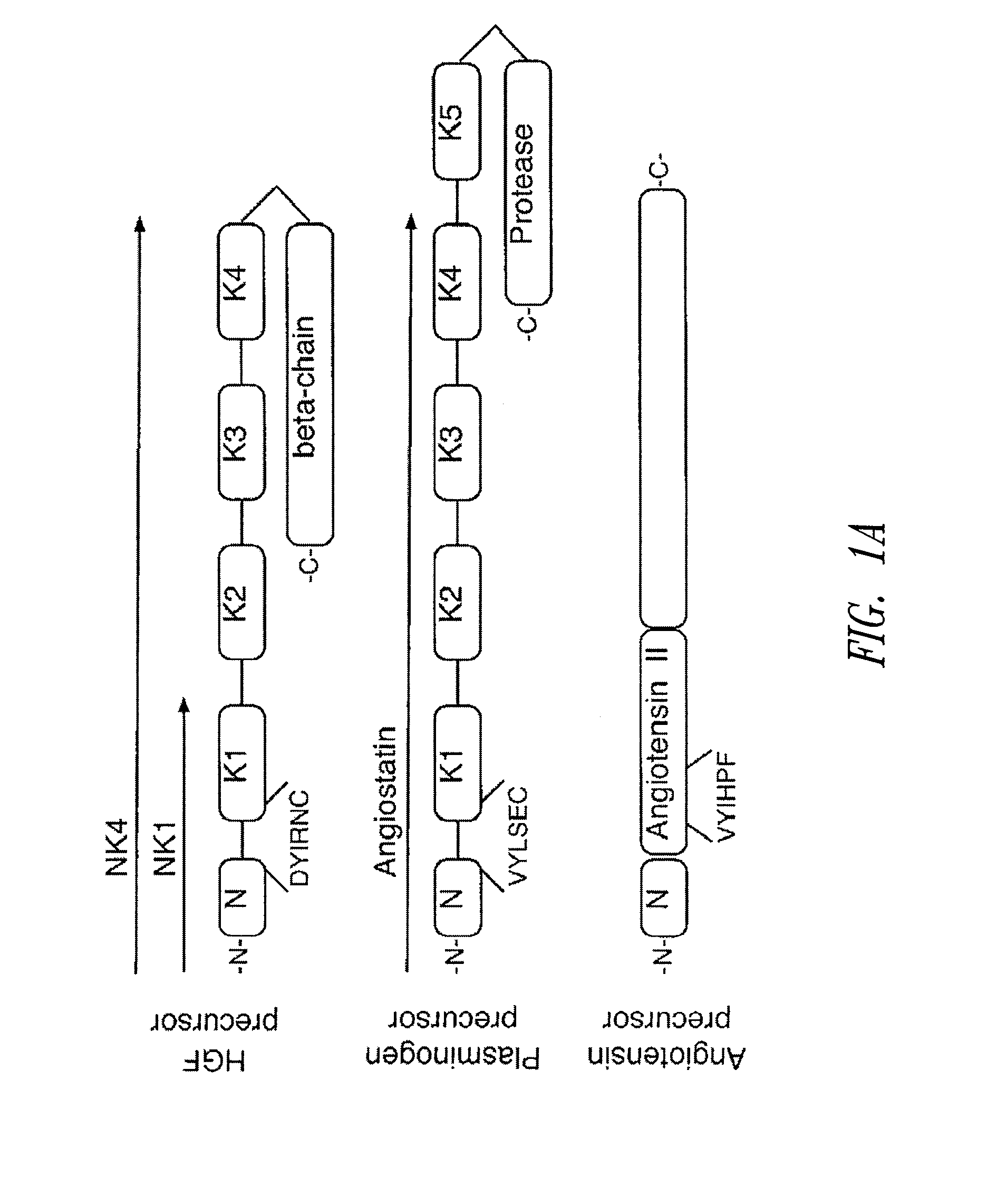 C-met receptor regulation by angiotensin iv (AT4) receptor ligands