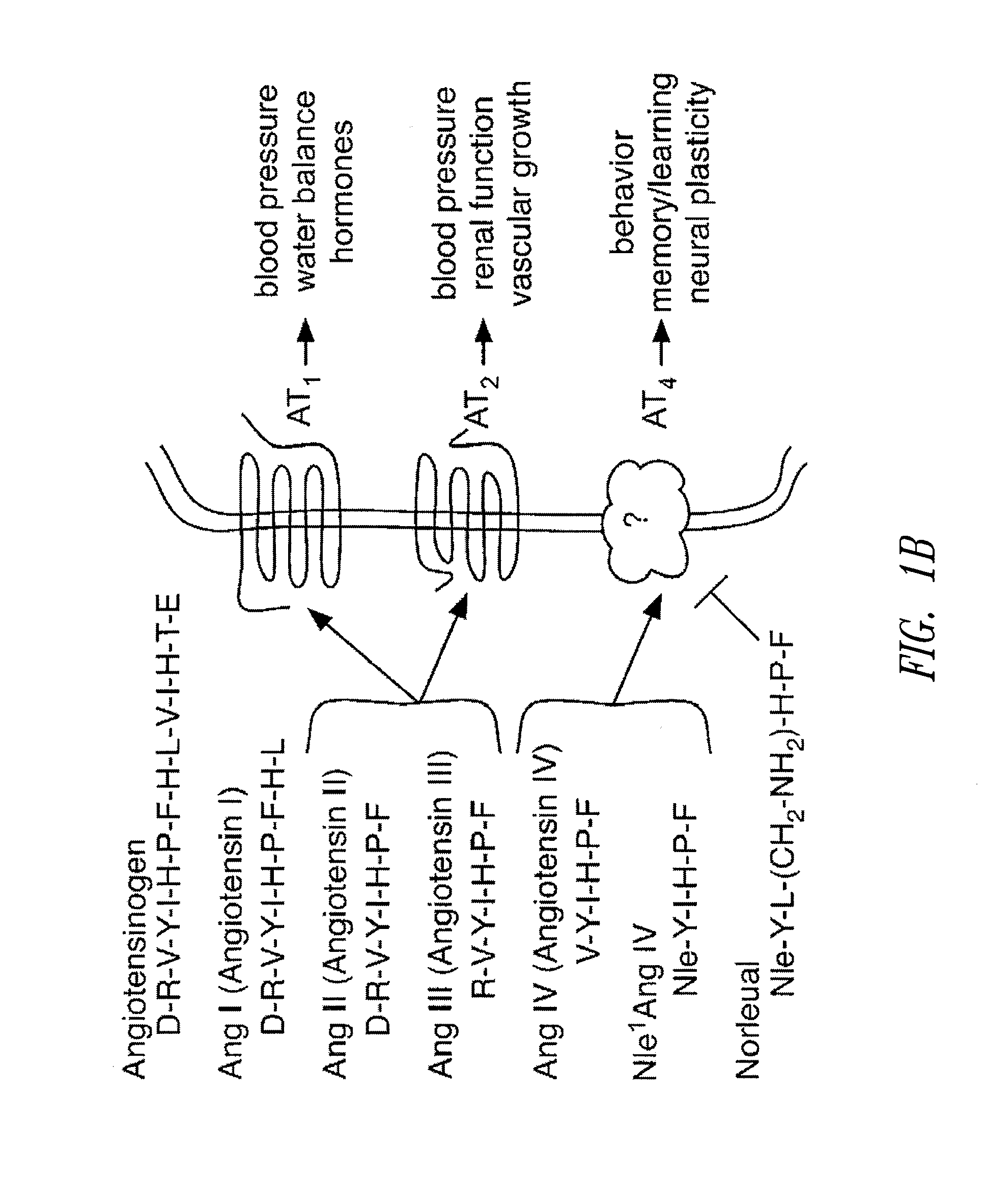 C-met receptor regulation by angiotensin iv (AT4) receptor ligands