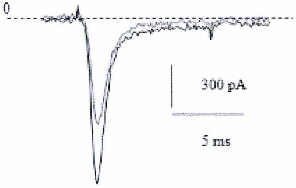 Application of plant extract in preparing medicine of naval 1.4 inhibitor