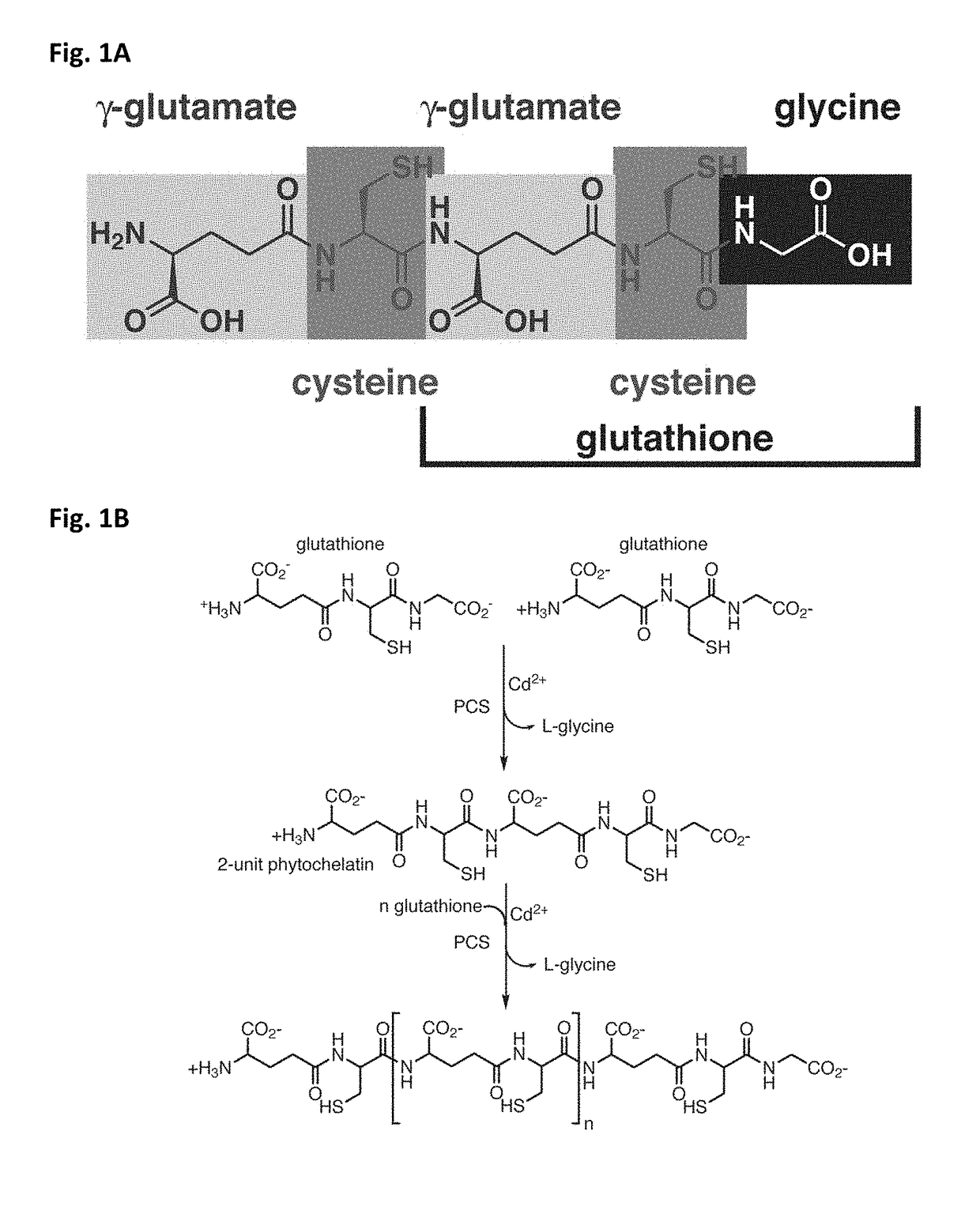 Transgenic plants exhibiting enhanced phytochelatin-based heavy metal tolerance and methods of use thereof