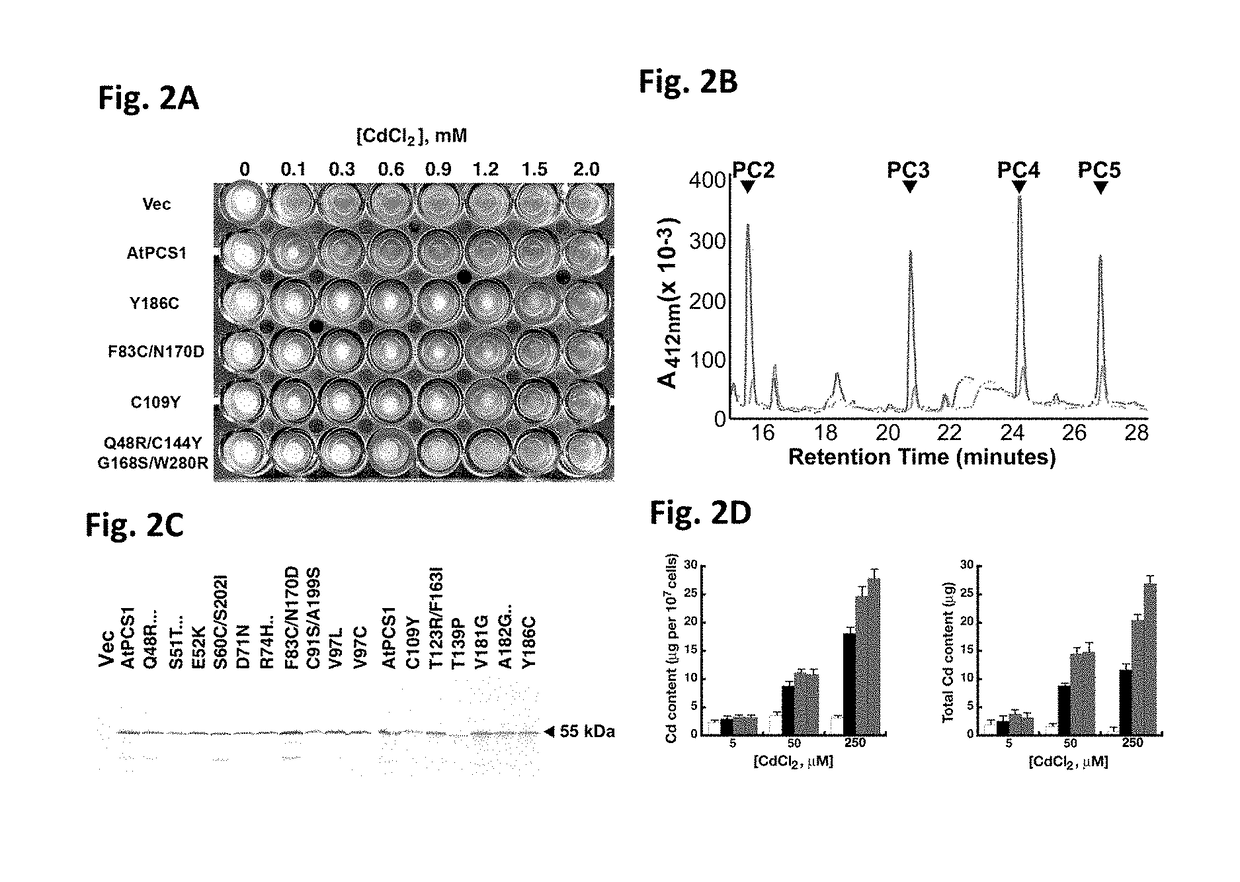 Transgenic plants exhibiting enhanced phytochelatin-based heavy metal tolerance and methods of use thereof