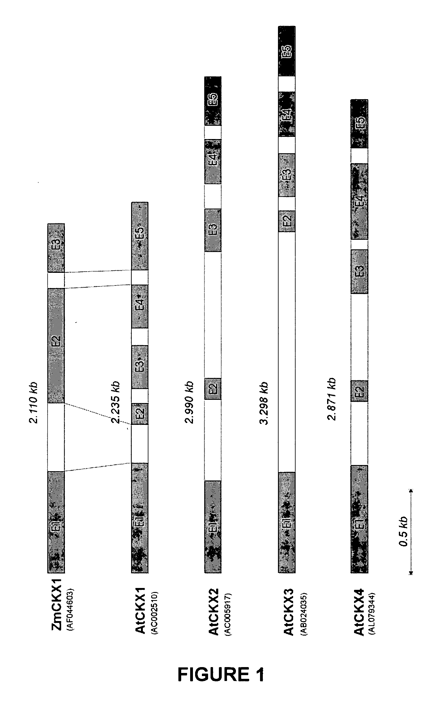 Method for modifying plant morphology biochemistry and physiology