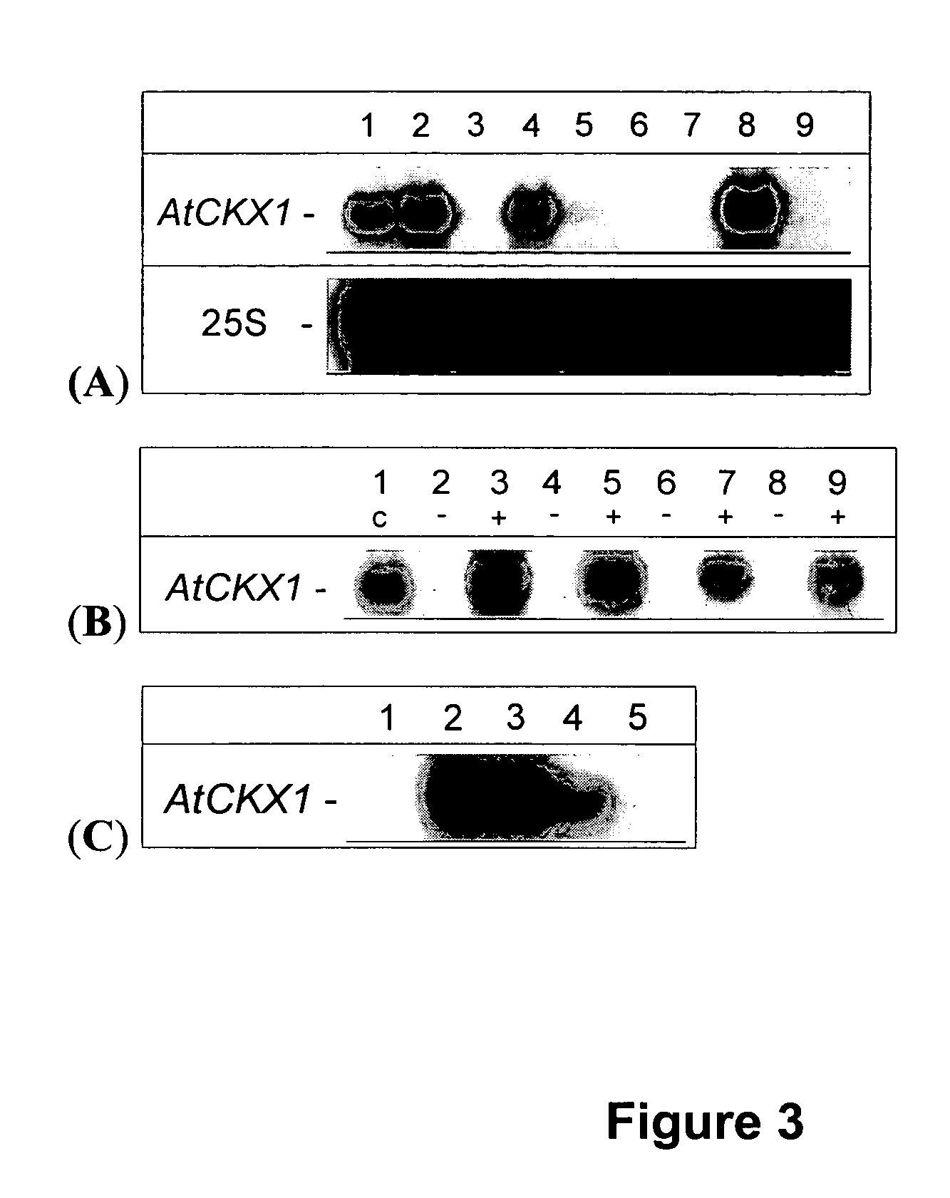 Method for modifying plant morphology biochemistry and physiology