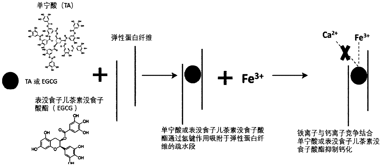 Method for improving structural stability of biological material and biological material