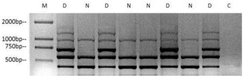 A method for identification of leaf defoliation and non-defoliation strains of Verticillium dahliae in cotton